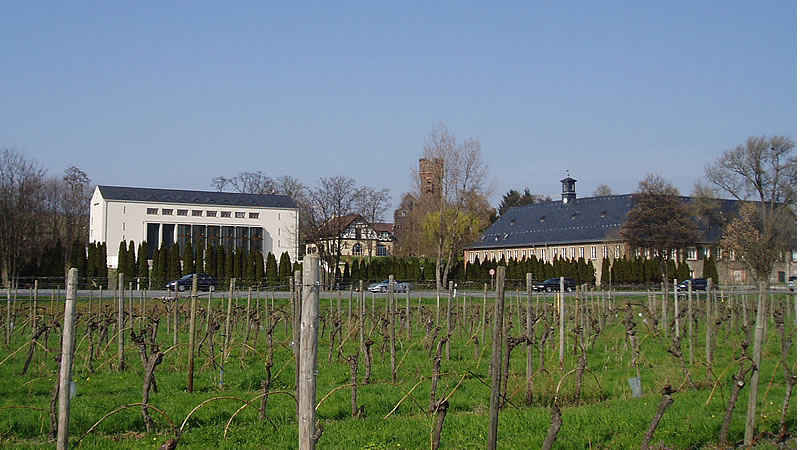 Hattenheim im Rheingau